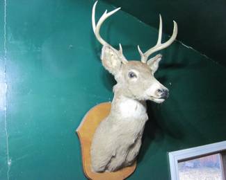 Deer Head Mount