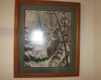 Whitetail Buck Picture