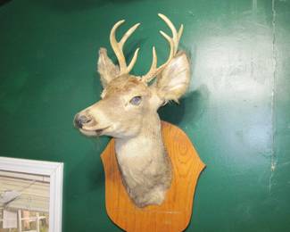 Deer Head Mount