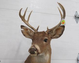 Lot 307. Whitetail Buck mount