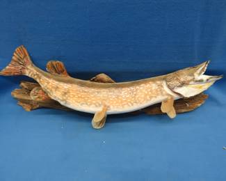 Lot 21. Northern pike in very good condition except it is loose on the 39" board
