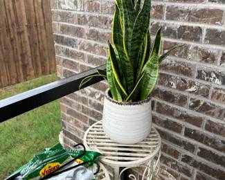 snake plant