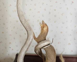 Mongoose vs Cobra