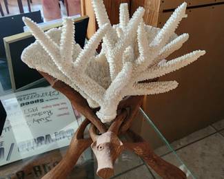 Coral from the Bahamans  