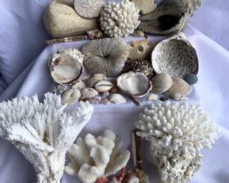 JOHNSTON ISLAND SHELLS