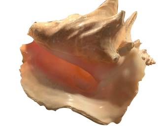 Lovely large conch shell. Hello? …It’s for you.