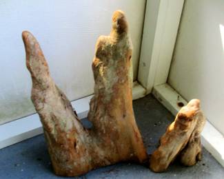 Mangrove Roots or Pneumatafors