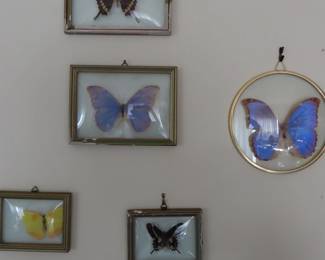Framed butterflies.