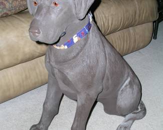 29" Lifesize Chocolate Lab - looks so real! $50.00. The color in the photos is not indicative of what it looks like in person. It looks real!