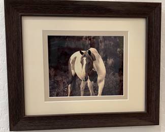 Art Shane Knight Photography "Soft Paint"