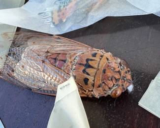 Butterfly & Cicada Collection Mystery Lot
