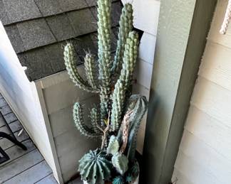 Large Potted Cactus