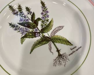 Primula "Vernia Anagallis-Aquatica" Salad Plate