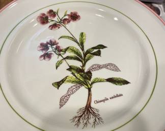 Primula "Chimapila Umbellata" Salad Plate