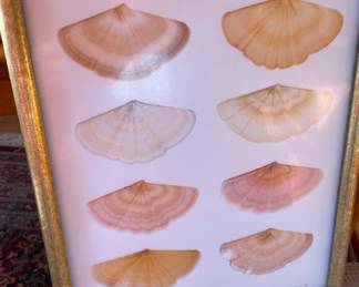 Framed Seashell Decor