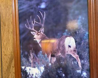 Framed Photograph of Buck 