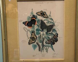 Vintage Botanical Insect Prints 