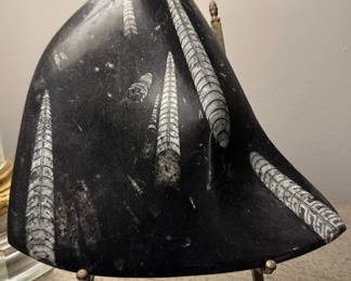 Orthoceras Fossil Plate