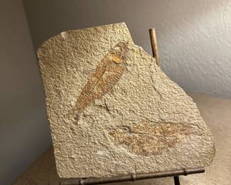 Scombroclupea Fossil Fish Plate