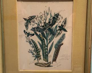 Vintage Botanical Insect Prints 