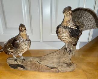 Grouse taxidermy