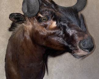 Wildebeast mount
