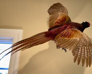Pheasant taxidermy