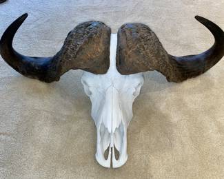 Cape Buffalo skull