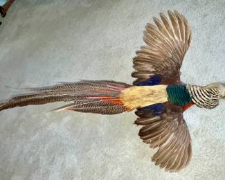 Pheasant taxidermy