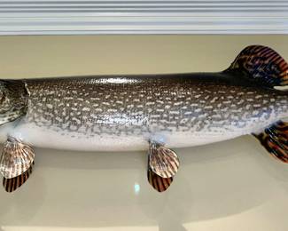 Muskie taxidermy
