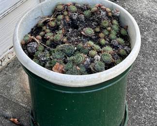 Planter with Succulants