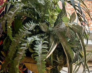 Nice Florals in pots