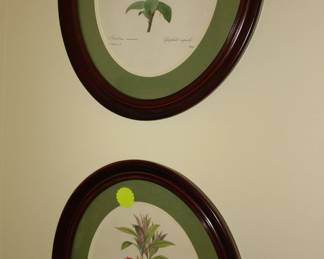 Framed Botanicals