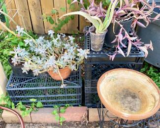 Pottery bowl, stands, plants.