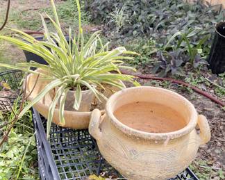 Vintage clay pots and plant.