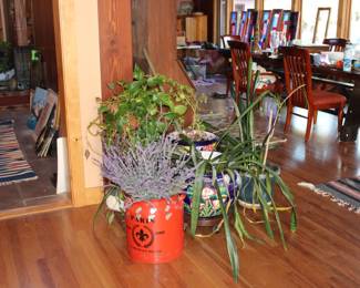 Healthy plants, prices vary many in beautiful pots!