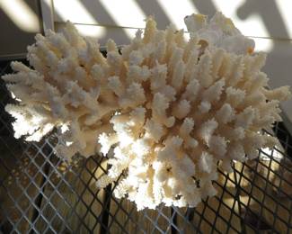 Natural coral