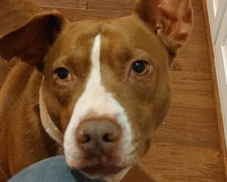 Mama thinks I'm gonna wear the Santa hat & have pictures made with people loving on me!! 🤣🤣🤣