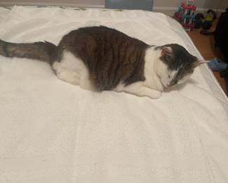 Darcy is trying to get a little rest before getting back to work as our Social Media Influencer. NFS