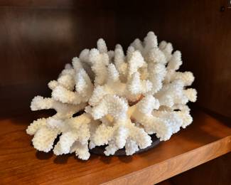 Large white coral specimen