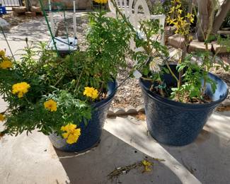 Big flower pots with flowers
17"high