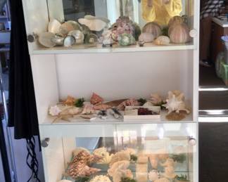White Laminate 2 Door Lighted Display Cabinet  77"H x 32"W x 16"D    Cabinet filled with seashells.