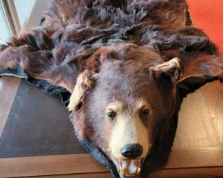 Bear Head Skin