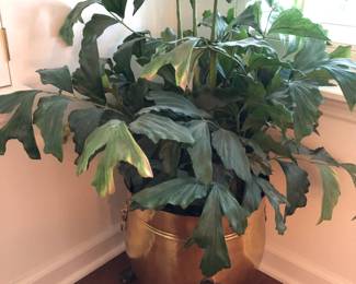 Large Brass Planter wPlant LR