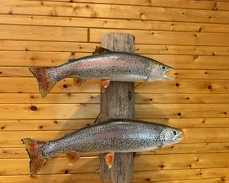 Mounted rainbow trout