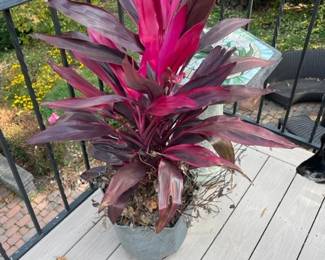 Planters with plants.