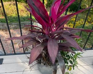 Planters with plants.