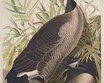 Audubon, John James. Plate CCI Canada Goose Original Elephant Folio Hand Colored Engraving
