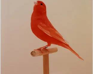 Stephenson, Luke. RED CANARY #1 Gallery Framed Original Photograph
