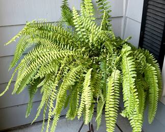 Fern Plant with Metal Stand